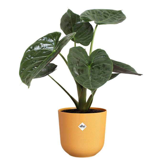 jazz rond 26cm amber geel